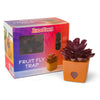 JT Eaton ZendoZones Succulent Fruit Fly Trap – Mellow Molly Design with Terracotta Base